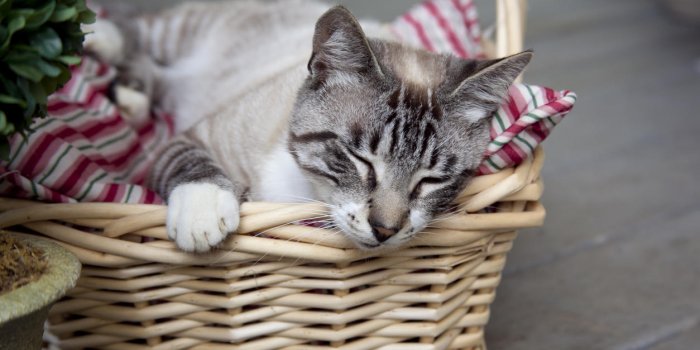 Quelle est l'anti-puce naturel le plus efficace pour les chats et les chiens ? 8 remèdes contre les puces