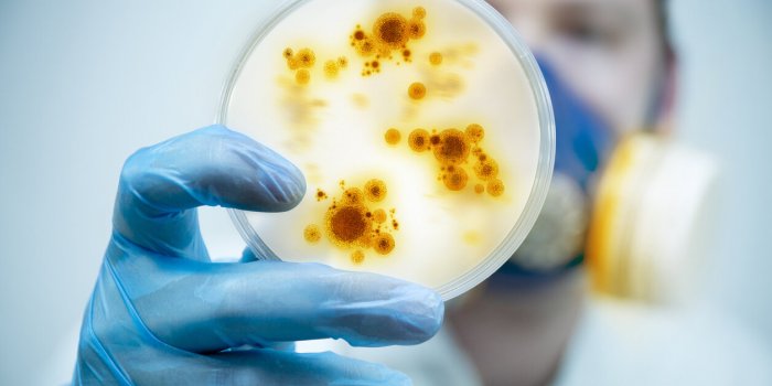Vibrio