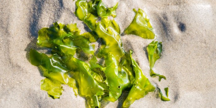 12 aliments pour faire le plein de vitamine C