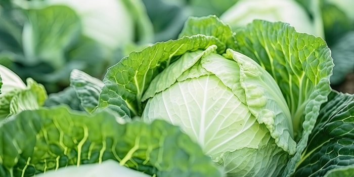 Ces aliments couramment consommés favoriseraient la survenue du diabète de type 2