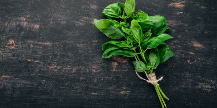 Mouches : 6 répulsifs naturels pour sâen débarrasser