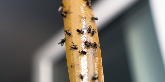 Mouches : 6 répulsifs naturels pour sâen débarrasser