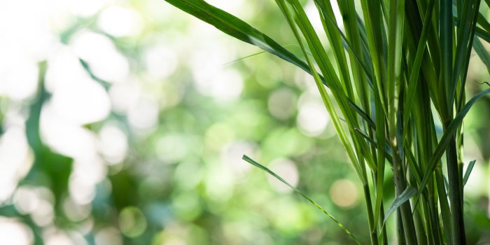 Frelons asiatiques : 6 astuces pour sâen débarrasser sans pesticides