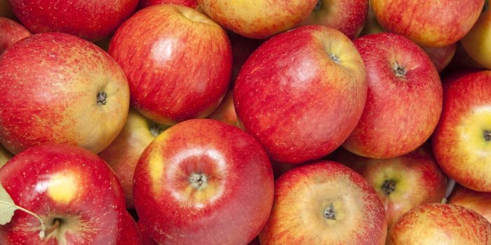 Alzheimer : un rÃ©gime riche en flavonoÃ¯des baisse le risque de dÃ©clin cognitif