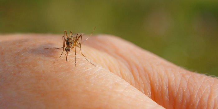Moustiques : carte dâidentité des plus meurtriers et zoom sur 7 maladies quâils nous réservent