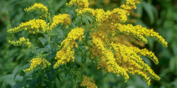 Covid-19 : les plantes Ã  Ã©viter car elles perturbent l'immunitÃ©