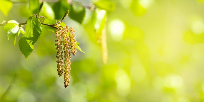 Covid-19 : les plantes Ã  Ã©viter car elles perturbent l'immunitÃ©