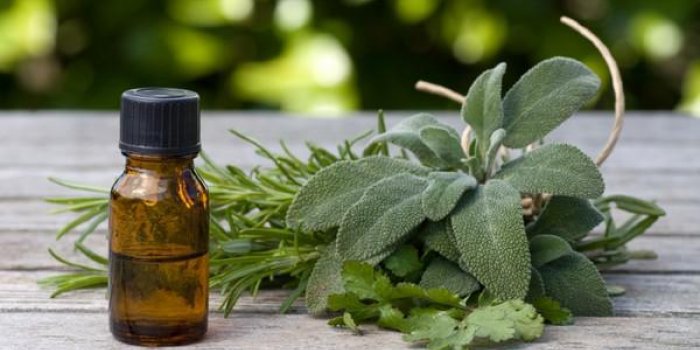 PiqÃ»re de frelon : que faire ? 
