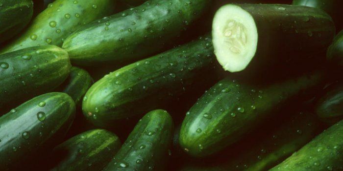 Le concombre régénère la flore intestinale