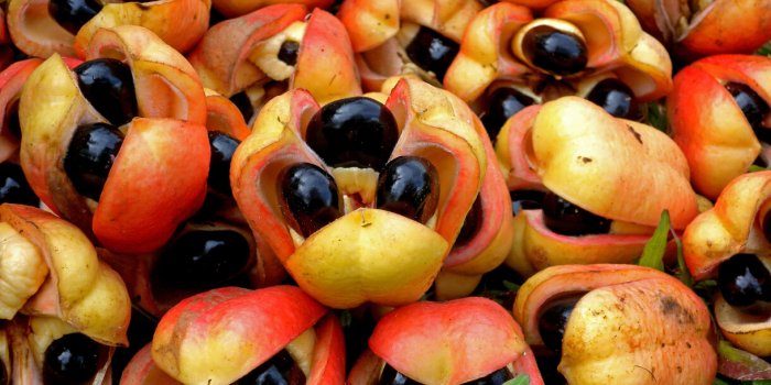 Voici les 7 fruits les plus dangereux pour lâHommeÂ Â 