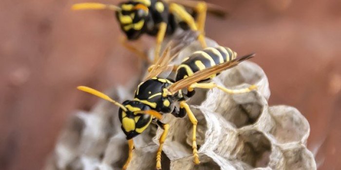 [enquÃªte exclusive] Les 7 animaux de lâÃ©tÃ© qui vous inquiÃ¨tent le plus 