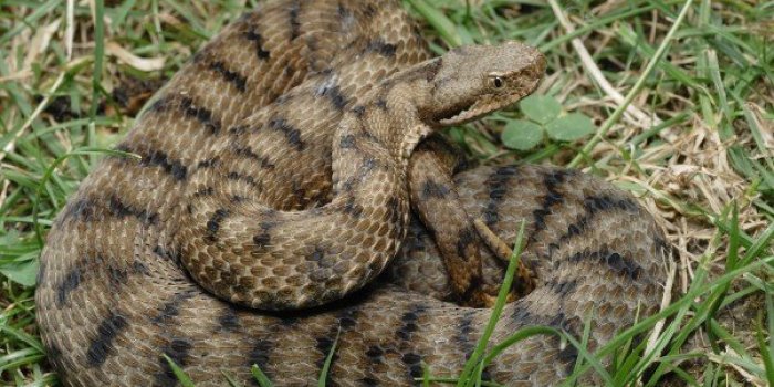 [enquÃªte exclusive] Les 7 animaux de lâÃ©tÃ© qui vous inquiÃ¨tent le plus 
