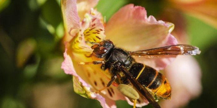 [enquÃªte exclusive] Les 7 animaux de lâÃ©tÃ© qui vous inquiÃ¨tent le plus 
