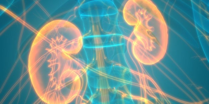 Les 10 cancers où l'obésité augmente les risques
