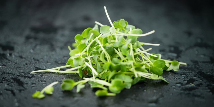 Salmonelle : les légumes à feuilles peuvent vous contaminer