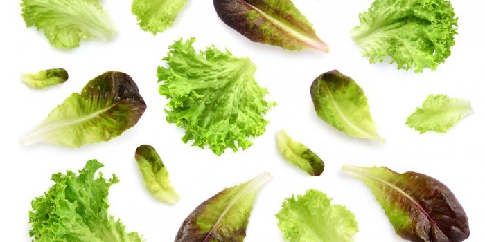 Salmonelle : les légumes à feuilles peuvent vous contaminer