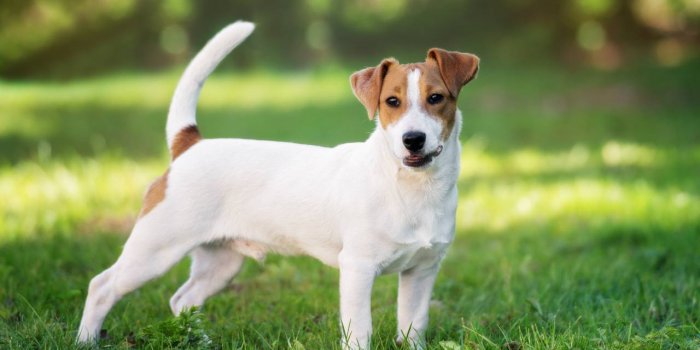 Chien : 12 races qui vivent plus de 10 ans en moyenne