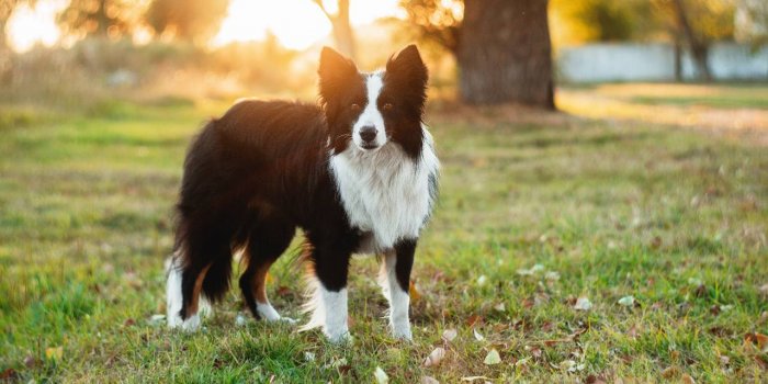 Chien : 12 races qui vivent plus de 10 ans en moyenne