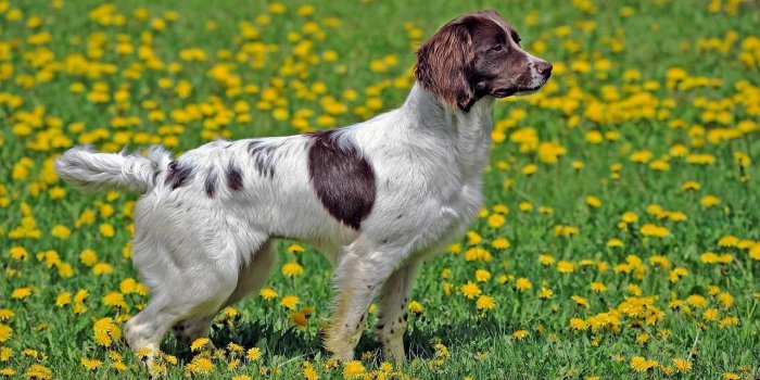 Chien : 12 races qui vivent plus de 10 ans en moyenne