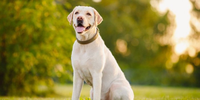 Chien : 12 races qui vivent plus de 10 ans en moyenne
