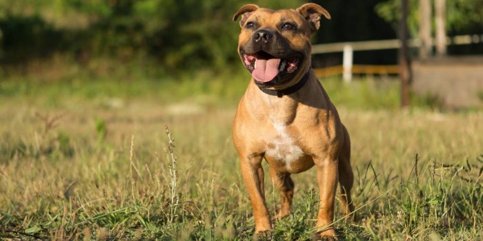 Chien : 12 races qui vivent plus de 10 ans en moyenne