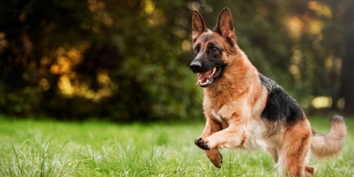 Chien : 12 races qui vivent plus de 10 ans en moyenne