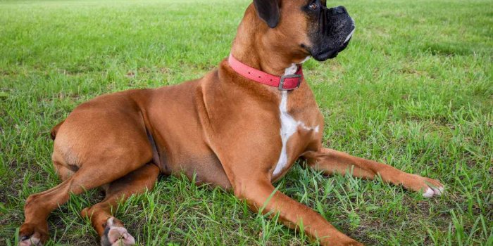 Chien : 12 races qui vivent plus de 10 ans en moyenne