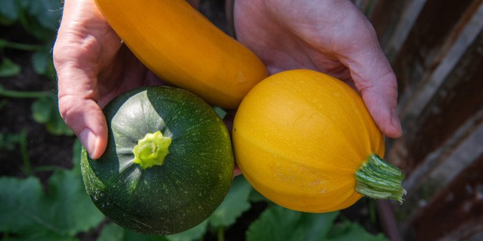 Voici les raisons pour lesquelles la courgette est LE vrai aliment de lâété