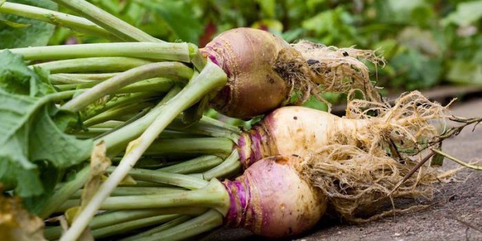 ThyroÃ¯de : les aliments Ã  Ã©viter