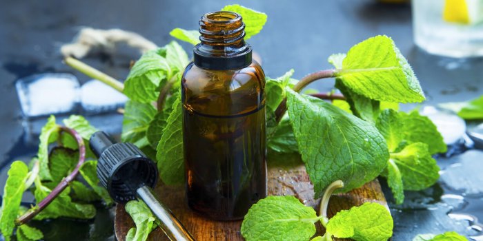âJe suis aromathÃ©rapeute et je conseille la menthe le soir, voici pourquoi !â