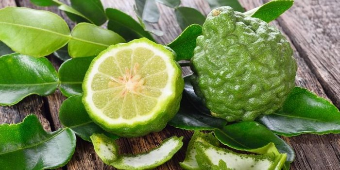 10 plantes qui Ã©loignent les moustiques