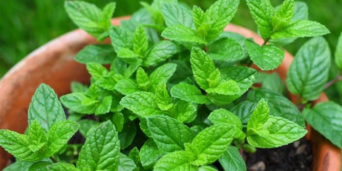 10 plantes qui Ã©loignent les moustiques