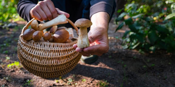 L'Anses alerte sur les risques d'intoxication lors de la cueillette de champignons