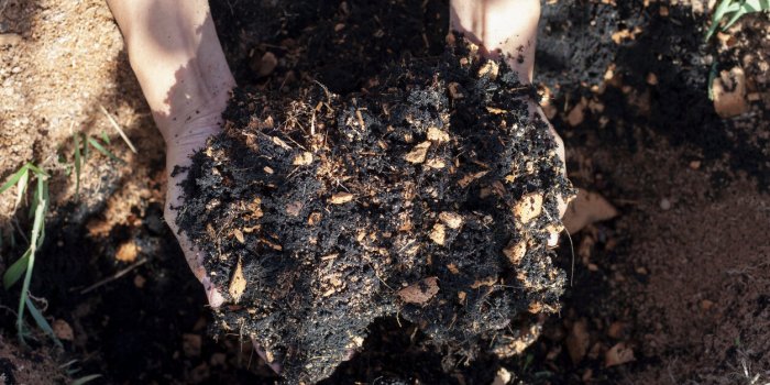 L'Anses alerte sur les risques d'intoxication lors de la cueillette de champignons