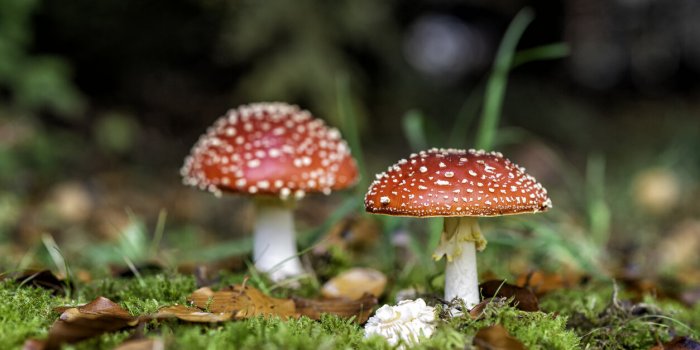 L'Anses alerte sur les risques d'intoxication lors de la cueillette de champignons