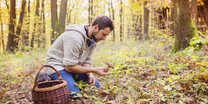 L'Anses alerte sur les risques d'intoxication lors de la cueillette de champignons