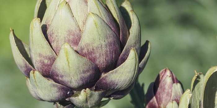 Régime : 8 supers aliments du printemps pour perdre du poids