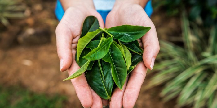 ThÃ© vert : les 6 effets positifs quâil procure Ã  votre organisme