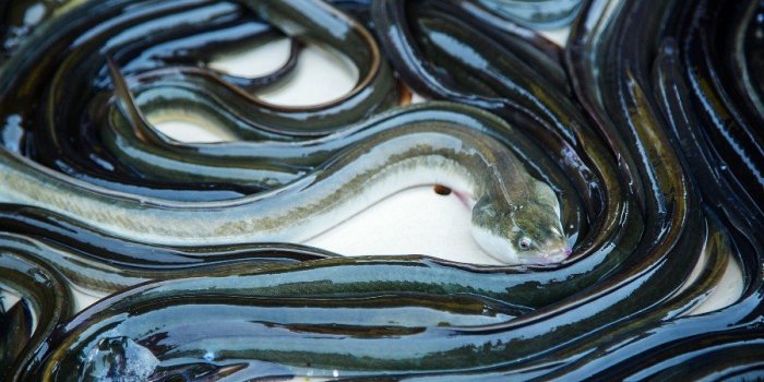 Les 7 poissons les plus caloriques