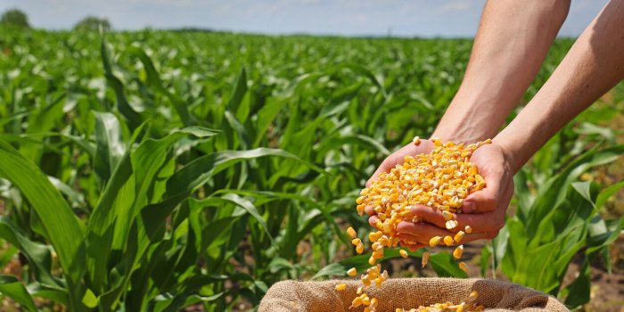 corn grains in the hands of a successful farmer, in a background green corn field close up of hands full of corn in a jut...