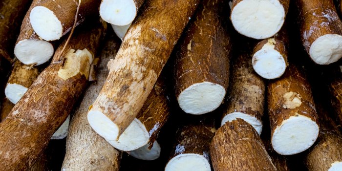 cassava, also called manioc, yuca, balinghoy, mogo, mandioca, kamoteng kahoy, tapioca and manioc root, a woody shrub of t...
