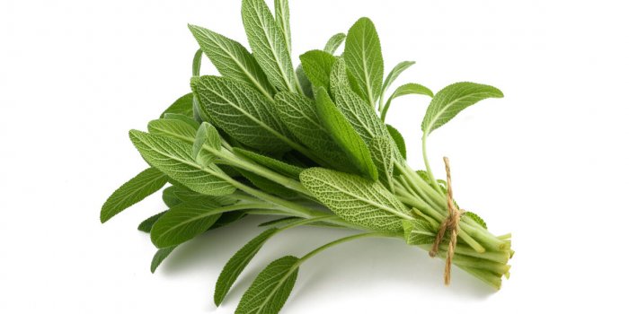 7 plantes que l'on peut consommer en tisane pour booster la mémoire