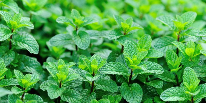 7 plantes que l'on peut consommer en tisane pour booster la mémoire