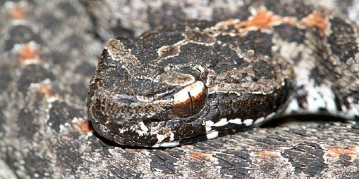 DiabÃ¨te, Parkinson, troubles cardiaques : le venin d'animal peut vous soigner !
