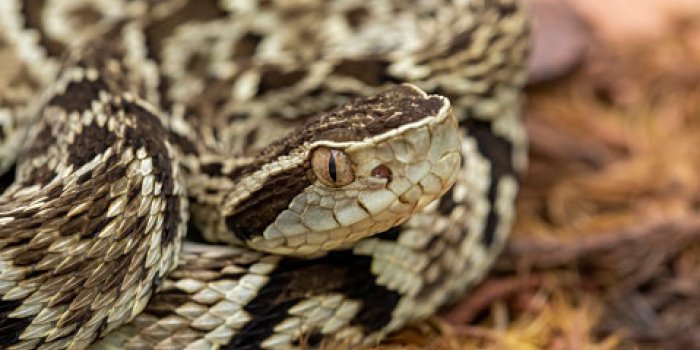 DiabÃ¨te, Parkinson, troubles cardiaques : le venin d'animal peut vous soigner !