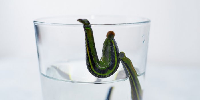 DiabÃ¨te, Parkinson, troubles cardiaques : le venin d'animal peut vous soigner !