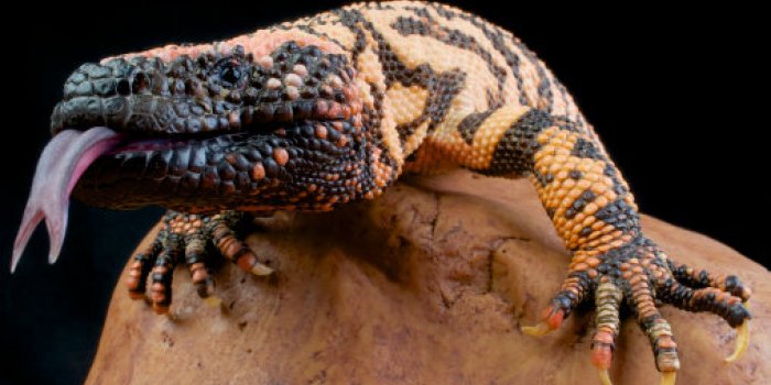 DiabÃ¨te, Parkinson, troubles cardiaques : le venin d'animal peut vous soigner !