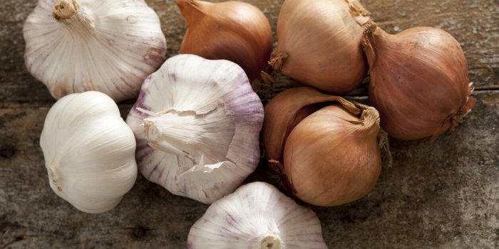fresh raw whole garlic bulbs and brown onions, both of the allium family, on a rustic wooden table viewed from overhead