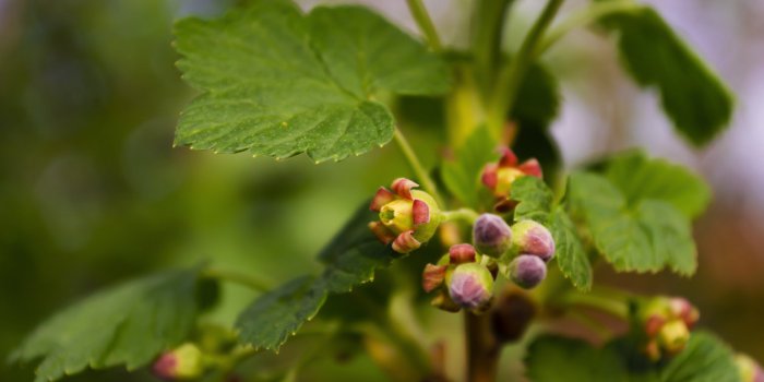 Coronavirus : 7 remèdes naturels pour récupérer plus vite