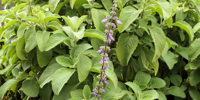 Digestion difficile : 6 plantes pour en venir à bout